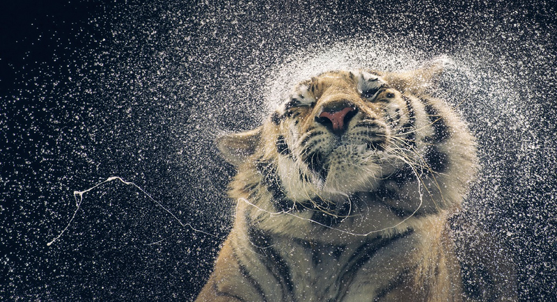 Illustration for article titled Tim Flach's intimate animal portraits reveal nature's human side